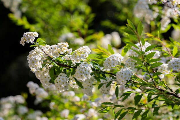 Arbusto de primavera com muitas flores brancas Spirea Spiraea cantoniensis