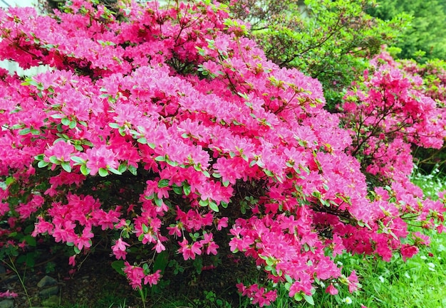 Arbusto de rododendro em flor com flores rosa