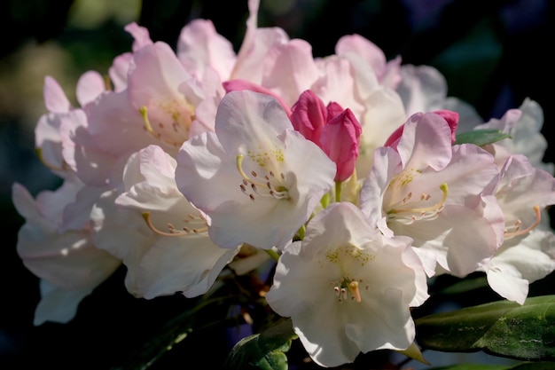 Arbusto de rododendros florescendo