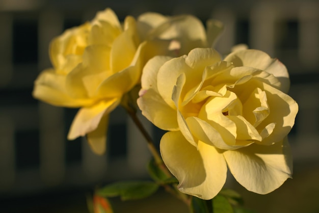 Arbusto de rosas amarelas no beco da cidade ao longo da estrada grandes botões de lindas flores foco seletivo fundo desfocado