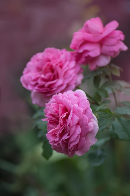 Arbusto de rosas cor de rosa Flores cor de rosa no jardim