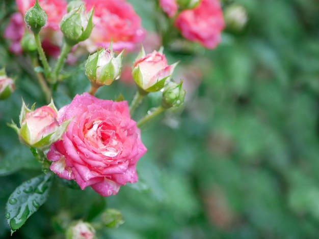 Arbusto de rosas cor de rosa na chuva