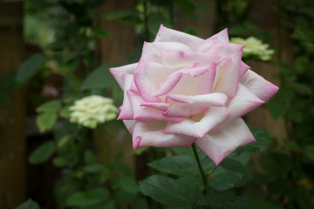 Arbusto de rosas cor de rosa no jardim