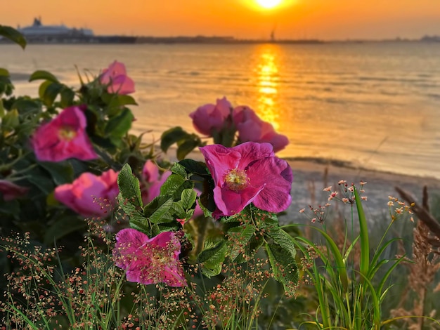 arbusto de rosas de quadril no pôr do sol na praia na paisagem natural do mar