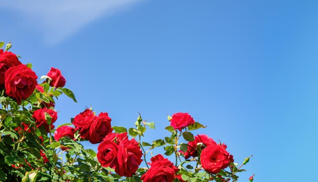 Arbusto de rosas florescendo no jardim ornamental com espaço de cópia