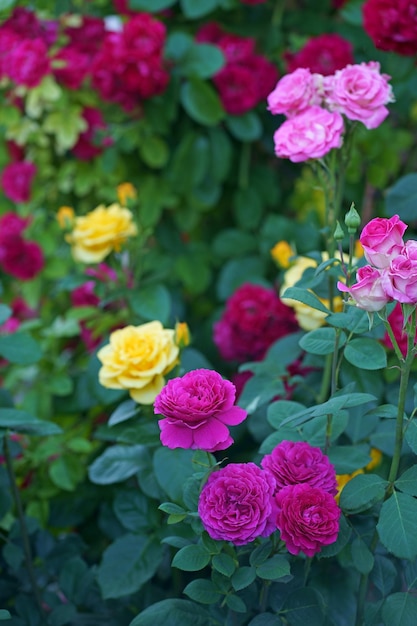 Arbusto de rosas no dia de verão brilhante Flor rosa no fundo rosas rosas embaçadas flor no jardim das rosas Natureza