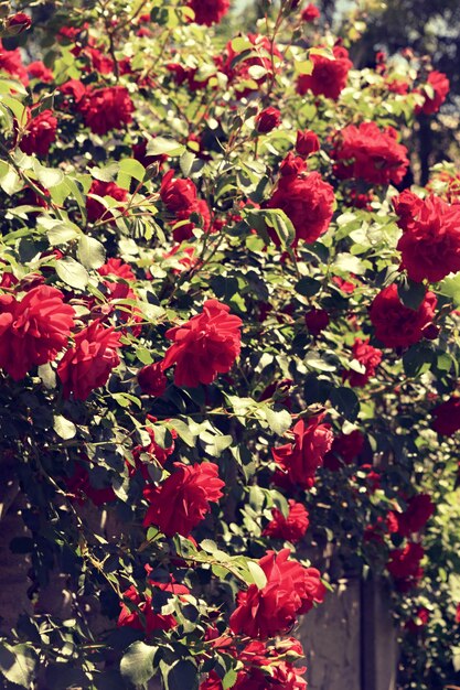 Foto arbusto de rosas no dia de verão brilhante