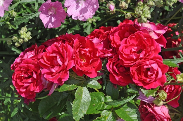 Arbusto de rosas vermelhas como fundo floral no jardim