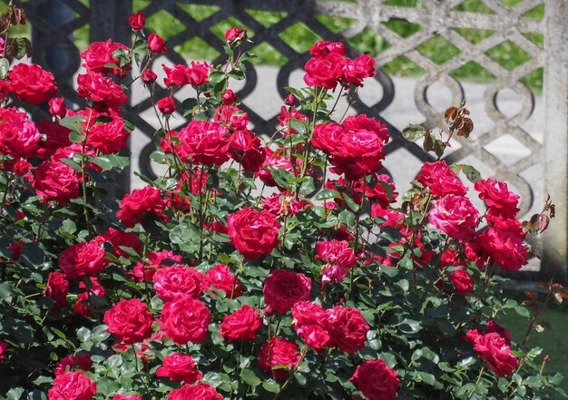 arbusto de rosas vermelhas