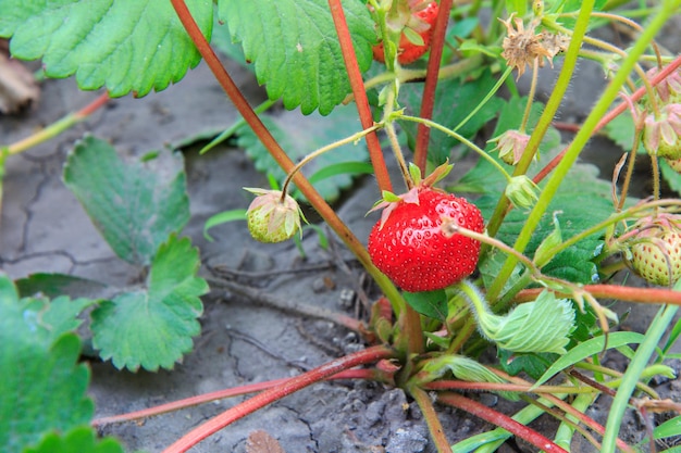 Arbusto de Stawberry no jardim com frutos maduros e verdes e folhagem no fundo