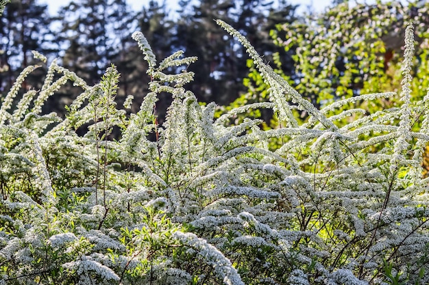 Arbusto de Thunberg Spirea em flor Fundo de flores brancas Conceito de jardinagem