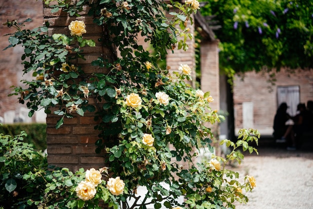 Arbusto de trepadeira de rosas amarelas verdes Arbusto de trepadeira amarelo para jardim doméstico