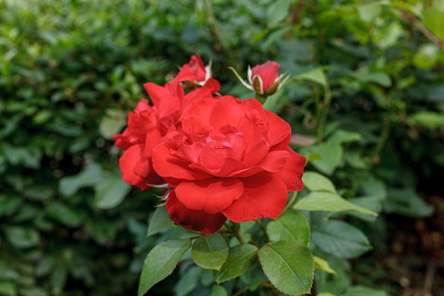 arbusto de uma bela rosa vermelha em close-up