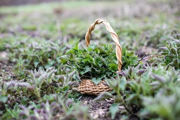 Arbusto de urtiga entre as urtigas de primavera da coleção de primavera jovem para salada de vitamina