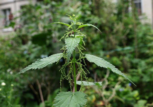 Arbusto de urtiga verde na natureza