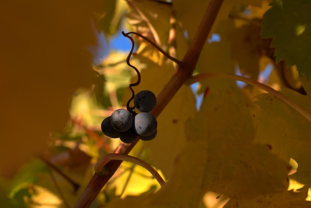 Arbusto de uva e cacho de uvas outono paisagem estética cores brilhantes do outono foco seletivo fundo desfocado natureza da costa do Mar Negro região de Krasnodar Rússia