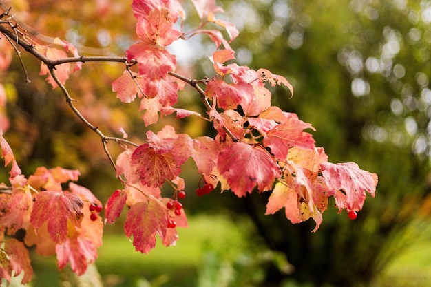 Arbusto de Viburnum com bagas vermelhas e folhas vermelhas de outono