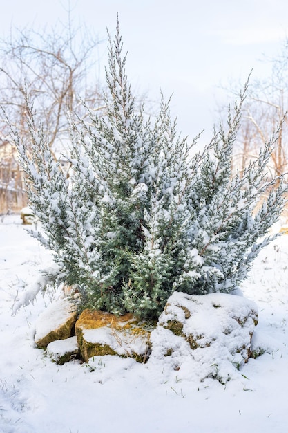 Arbusto de zimbro no jardim decorado com pedras cobertas de neve num dia de inverno