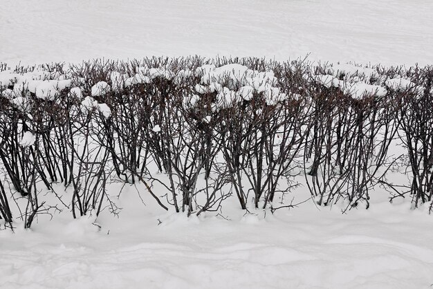 Arbusto decorativo aparado e sob neve no parque para a paisagem de inverno