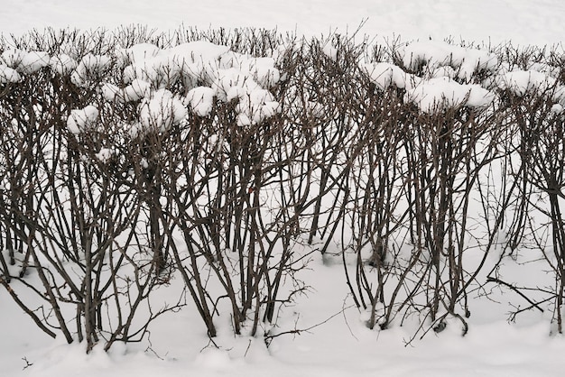 Arbusto decorativo aparado e sob neve no parque para a paisagem de inverno