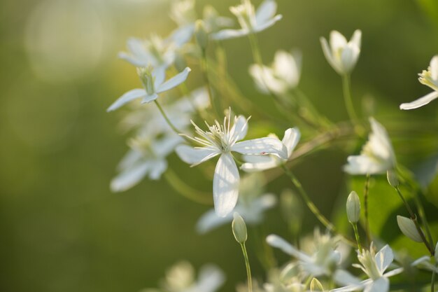Arbusto decorativo com flores brancas ao pôr do sol