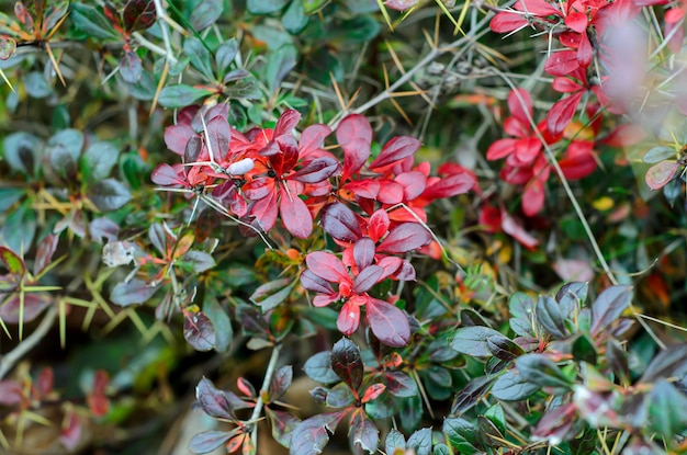 arbusto decorativo con hojas rojas de cerca