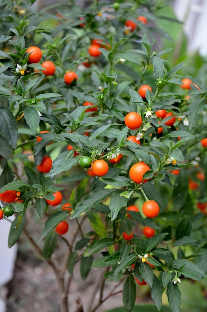 Arbusto decorativo Nightshade com frutos vermelhos no jardim fechado Solanum pseudocapsicum