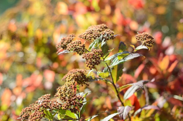 arbusto decorativo en otoño en un día soleado