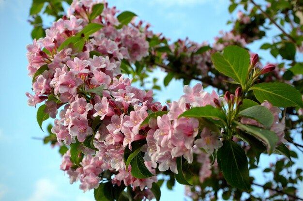 Arbusto decorativo Weigela hermosas flores rosas contra el fondo del cielo azul