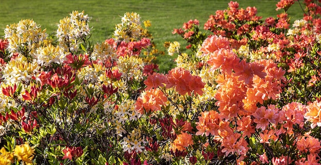 Arbusto de delicadas flores anaranjadas de azalea