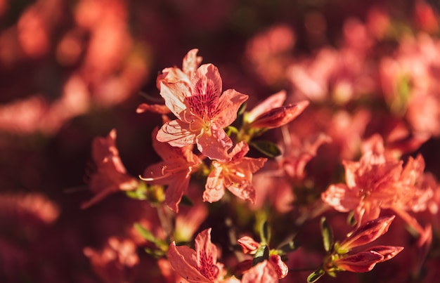 Arbusto de delicadas flores anaranjadas de azalea