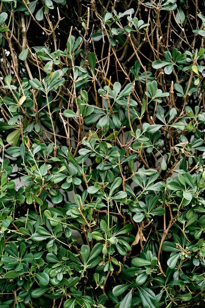 Arbusto entrelazado de gayuba con hojas verdes closeup