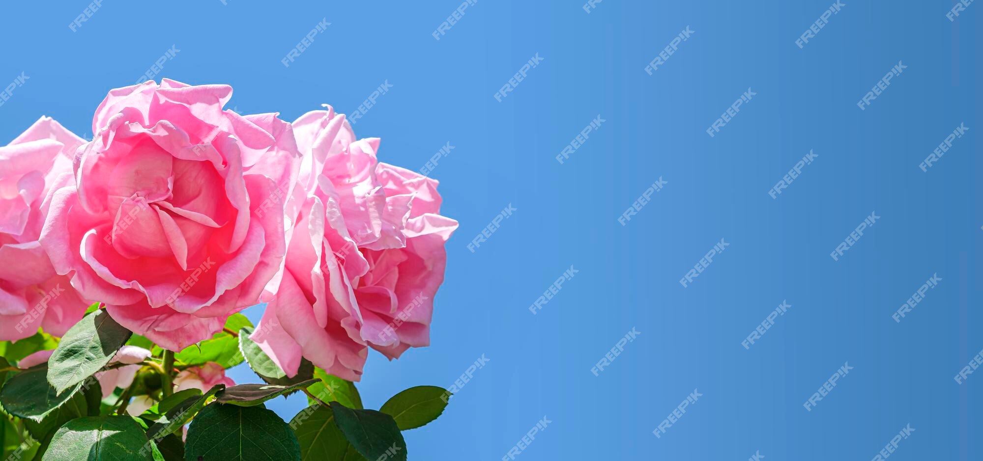 Lindas Flores Cor-de-rosa Se Fecham. a Peônia é Um Gênero De Herbáceas  Perenes E Arbustos Caducos Como Peões Ilustração Stock - Ilustração de  roxo, presente: 273128656