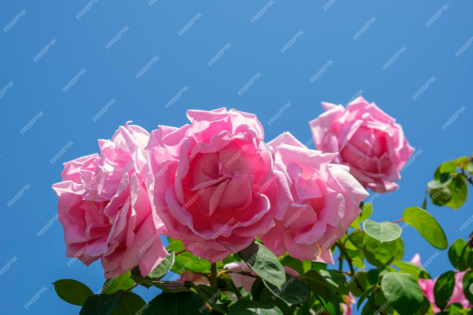 Lindas Flores Cor-de-rosa Se Fecham. a Peônia é Um Gênero De Herbáceas  Perenes E Arbustos Caducos Como Peões Ilustração Stock - Ilustração de  roxo, presente: 273128656