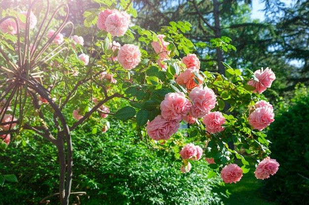 Arbusto exuberante de rosas cor de rosa lindas flores penduradas no dia ensolarado de verão Jardinagem florística conceito de paisagismo Para capas postais espaço de cópia