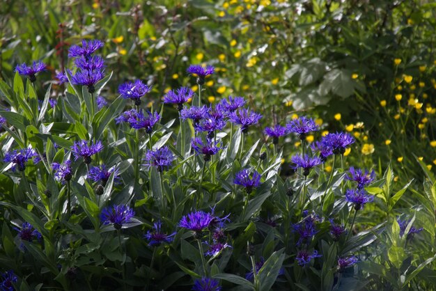 El arbusto en flor de las flores silvestres azules de cerca