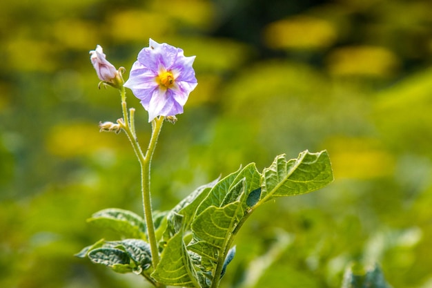 Arbusto de flor morada de papas jóvenes en el jardín