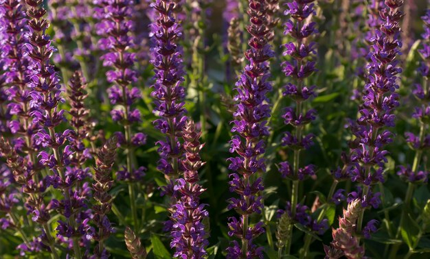 Un arbusto de flor de salvia púrpura closeup plantas aromáticas curativas picante flores y hierbas