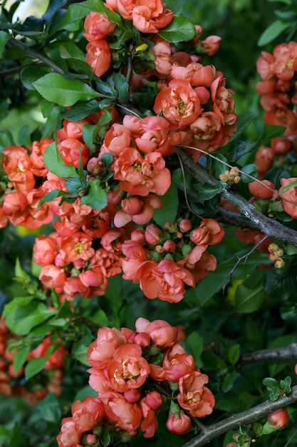 Arbusto floreciente Chaenomeles japonica con flores atractivas de color rojo brillante sobre fondo de hojas verdes