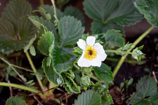 Arbusto floreciente flor blanca de fresa en el jardín.