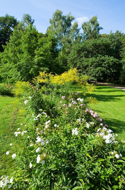 Arbusto floreciente con flores blancas en el parque de la ciudad de verano