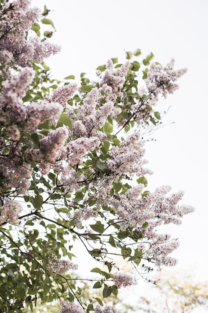 Arbusto floreciente de las flores de la lila púrpura. Composición floral natural de verano