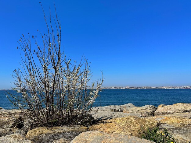 arbusto floreciente en el fondo del panorama del mar