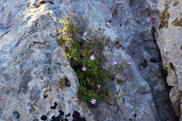 Arbusto floreciente de geranio de Roberts crece en una grieta de una piedra a la sombra de una roca
