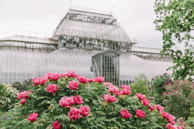 Foto arbusto floreciente de peonía de árbol rosa enfoque selectivo en flores florecientes temporada de primavera invernadero