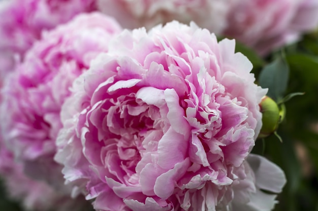 Arbusto floreciente peonías rosadas en el jardín.