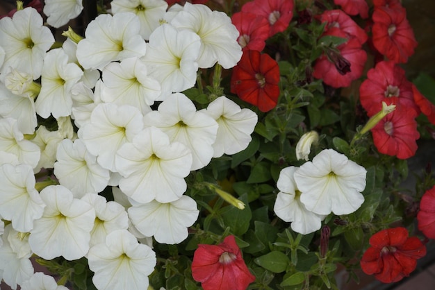 Foto arbusto floreciente de petunias rojas y blancas en el jardín