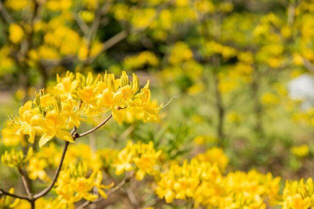 Foto arbusto floreciente de rododendro amarillo en el jardín botánico jardín con arbusto azalea grandiflorum en un brillante día de primavera