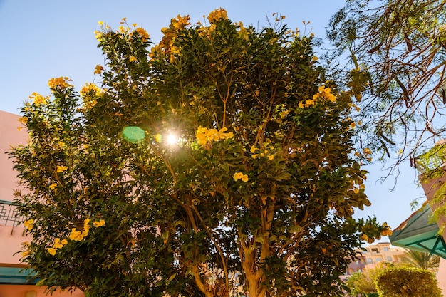 Arbusto de los florecientes tecoma stans también llamado jengibre thomas trompeta flor o anciano amarillo