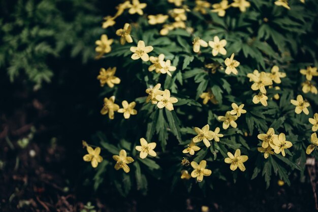 Un arbusto de flores amarillas con la palabra primrose